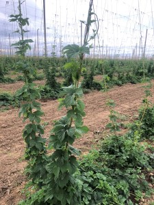 Hop plant
