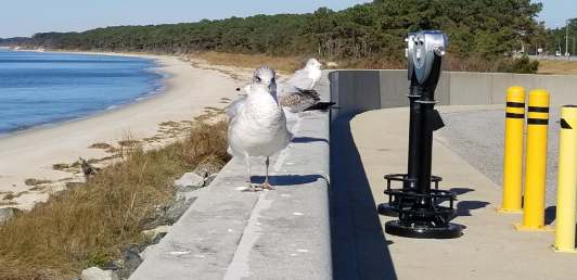 sessionIIeasternseagull.jpg