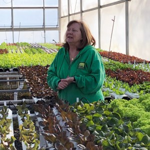 Mary Ellen talks about lettuce production in one of her greenhouses.