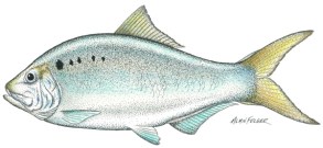 Menhaden_600