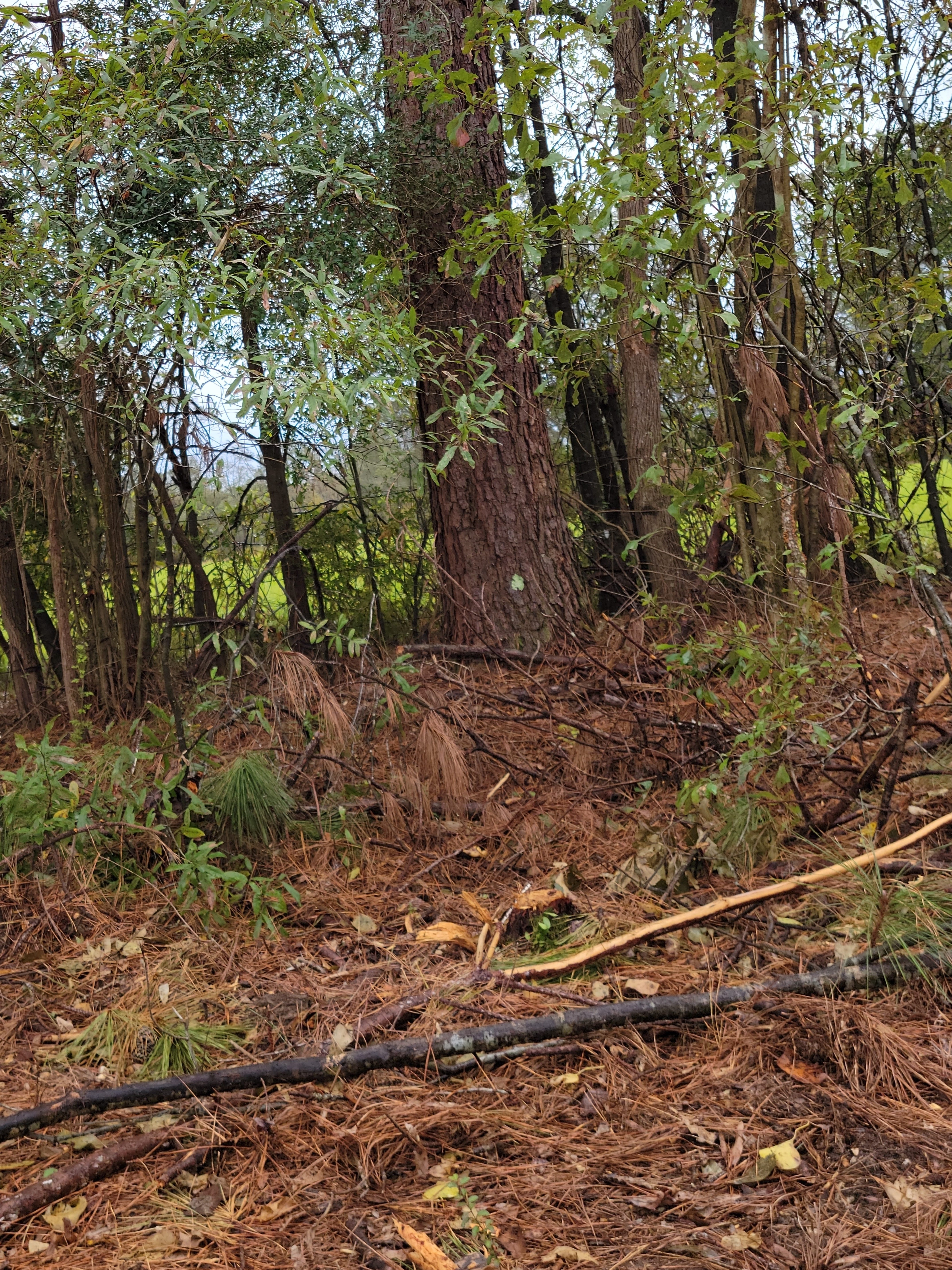 Notice the small tree bases visible now that would have been hidden under the large trees overshadowing them in the background.